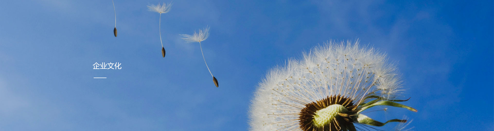 企業(yè)文化